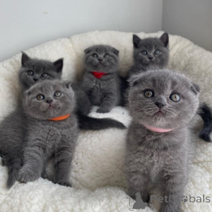 Zdjęcie №2 do zapowiedźy № 172250 na sprzedaż  scottish fold - wkupić się Holandia 