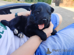 Zdjęcie №3. Owczarek niemiecki długowłosy FCI. Polska