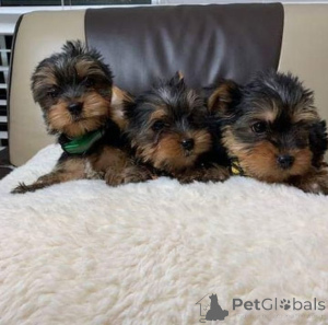 Zdjęcie №1. yorkshire terrier - na sprzedaż w Warszawa | negocjowane | Zapowiedź №162687