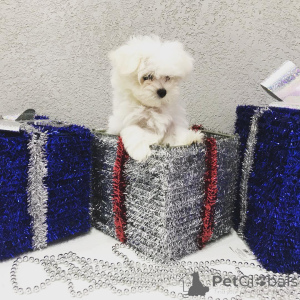 Zdjęcie №3. Piękne miniaturowe szczenięta dla dzieci na sprzedaż. USA