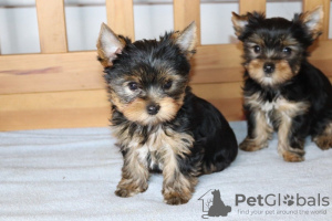 Zdjęcie №1. yorkshire terrier - na sprzedaż w Mondorf-les-Bains | 1188zł | Zapowiedź №124853