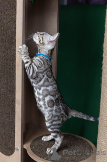 Zdjęcie №3. Chłopiec bengalski w kolorze rozety na srebrze. Białoruś