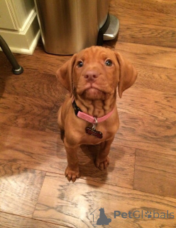 Zdjęcie №2 do zapowiedźy № 160538 na sprzedaż  wyżeł węgierski krótkowłosy - wkupić się Niemcy prywatne ogłoszenie