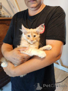Zdjęcie №3. Uroczy kociak Maine Coon do pilnej adopcji. Belgia