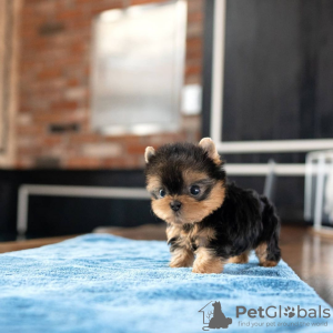 Zdjęcie №1. yorkshire terrier - na sprzedaż w Paryż | negocjowane | Zapowiedź №85537