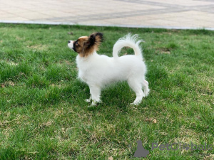 Dodatkowe zdjęcia: CONTINENTAL TOY SPANIEL/PAPILLON 