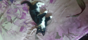 Zdjęcie №3. Czarno -biały mężczyzna i kobieta na sprzedaż. Wielka Brytania