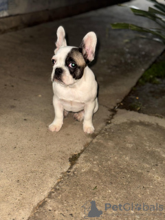 Zdjęcie №2 do zapowiedźy № 127738 na sprzedaż  buldog francuski - wkupić się Serbia prywatne ogłoszenie