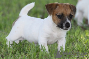 Zdjęcie №1. jack russell terrier - na sprzedaż w Bergisch Gladbach | Bezpłatny | Zapowiedź №95592