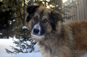 Zdjęcie №1. pies nierasowy - na sprzedaż w Краснокамск | Bezpłatny | Zapowiedź №9541