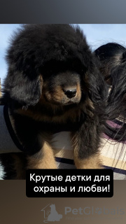 Zdjęcie №1. mastif tybetański - na sprzedaż w Karaganda | 1783zł | Zapowiedź №45539