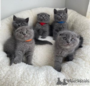 Zdjęcie №1. scottish fold - na sprzedaż w Anderlecht | negocjowane | Zapowiedź № 156682