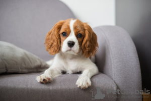 Zdjęcie №1. cavalier king charles spaniel - na sprzedaż w Valencia | negocjowane | Zapowiedź №49965