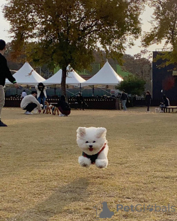 Zdjęcie №2 do zapowiedźy № 167176 na sprzedaż  maltańczyk - wkupić się Niemcy prywatne ogłoszenie, ze schronu