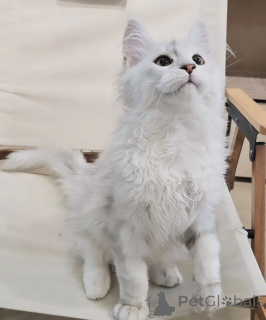 Zdjęcie №2 do zapowiedźy № 155914 na sprzedaż  maine coon - wkupić się Niemcy hodowca