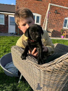 Zdjęcie №1. labrador retriever - na sprzedaż w Berlin | 3827zł | Zapowiedź №137802