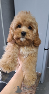 Zdjęcie №2 do zapowiedźy № 160684 na sprzedaż  kawapu - wkupić się Białoruś 