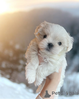 Zdjęcie №1. maltańczyk - na sprzedaż w Gavirzhov | 1622zł | Zapowiedź №161331