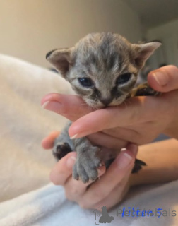 Zdjęcie №1. devon rex - na sprzedaż w Monachium | negocjowane | Zapowiedź № 161067