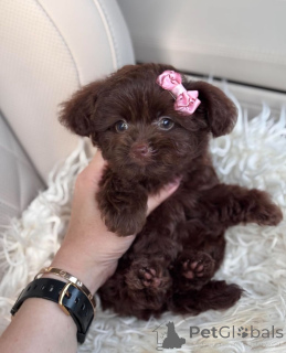 Zdjęcie №3. Dean Janet Kay Puppies House. USA