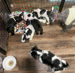 Zdjęcie №2 do zapowiedźy № 138979 na sprzedaż  sznaucer miniaturowy - wkupić się USA prywatne ogłoszenie, hodowca