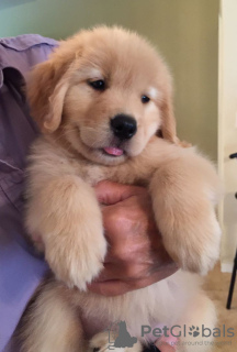 Zdjęcie №2 do zapowiedźy № 46540 na sprzedaż  golden retriever - wkupić się USA prywatne ogłoszenie