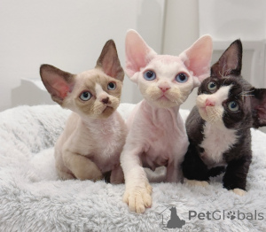 Zdjęcie №1. devon rex - na sprzedaż w Genewa | 35zł | Zapowiedź № 156169