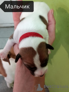 Zdjęcie №3. Rezerwacja szczeniąt. Federacja Rosyjska