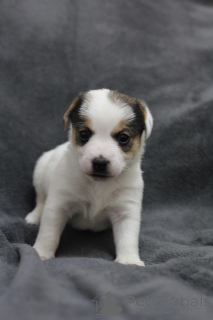 Zdjęcie №4. Sprzedam jack russell terrier w Gomel. prywatne ogłoszenie - cena - 897zł