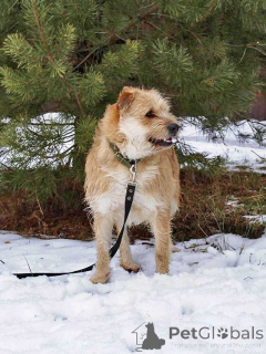 Zdjęcie №3. Słodki brodaty Wilk wciąż czeka na swojego człowieka. Federacja Rosyjska