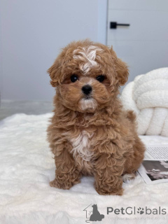 Zdjęcie №4. Sprzedam maltipu w Victor Harbour. hodowca - cena - 3558zł