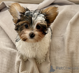 Zdjęcie №1. yorkshire terrier biewer - na sprzedaż w Tbilisi | 2541zł | Zapowiedź №135451
