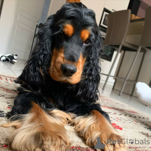 Zdjęcie №4. Sprzedam cocker spaniel amerykański w St. Louis.  - cena - 3050zł