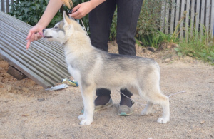 Zdjęcie №3. GWENDOLYN WILD FLOWER. Federacja Rosyjska