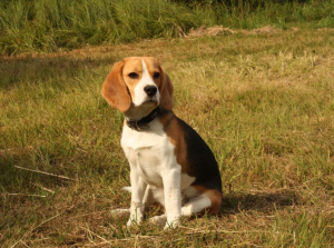 Zdjęcie №1. Usługi krycia - rasa: beagle (rasa psa). Cena - 471zł
