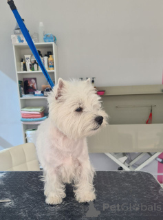 Zdjęcie №1. west highland white terrier - na sprzedaż w Portland | 3050zł | Zapowiedź №146677