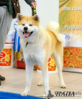 Zdjęcie №2 do zapowiedźy № 7771 na sprzedaż  akita (rasa psa) - wkupić się Federacja Rosyjska hodowca