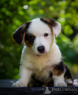 Dodatkowe zdjęcia: Śliczne szczenięta Cardigan Welsh Corgi z Węgier kennel@cardibakery.hu