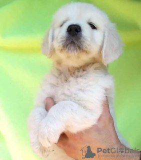 Dodatkowe zdjęcia: Szczenięta Golden Retrievera