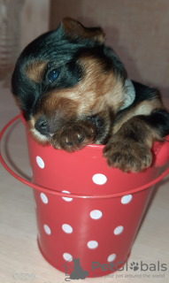 Zdjęcie №3. Chłopcy z Yorku. Ukraina