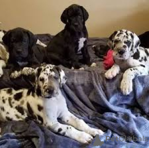 Zdjęcie №1. dog niemiecki - na sprzedaż w Miasto Londynu | 3348zł | Zapowiedź №165568