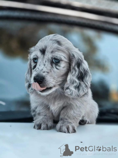 Zdjęcie №3. Piękne szczenięta płci męskiej i żeńskiej do adopcji. Belgia