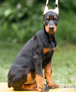 Zdjęcie №1. doberman - na sprzedaż w Salzburg | 4305zł | Zapowiedź №149008