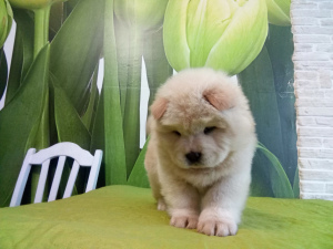 Zdjęcie №3. chow chow. Białoruś