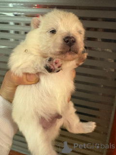 Zdjęcie №2 do zapowiedźy № 160640 na sprzedaż  szpic miniaturowy - wkupić się Finlandia prywatne ogłoszenie