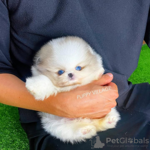 Zdjęcie №3. Wyszkolony w toalecie pomoranian. Portugalia