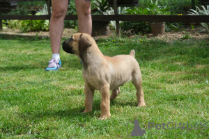 Zdjęcie №3. Mastif południowoafrykański, Boerboel. Serbia