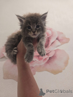 Zdjęcie №2 do zapowiedźy № 157146 na sprzedaż  maine coon - wkupić się Wielka Brytania hodowca