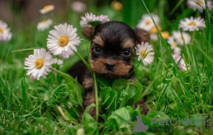 Zdjęcie №1. yorkshire terrier - na sprzedaż w Kolonia | Bezpłatny | Zapowiedź №79812