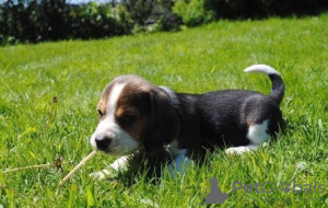 Zdjęcie №2 do zapowiedźy № 30082 na sprzedaż  beagle (rasa psa) - wkupić się Wielka Brytania prywatne ogłoszenie